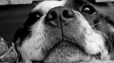 Cómo cuidar a tu mascota ante las altas temperaturas