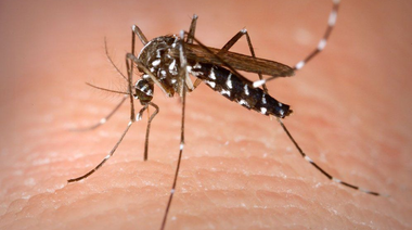 Dengue. San Nicolas incluida en el mapa de circulación