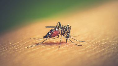 6.000 casos de dengue en la Provincia