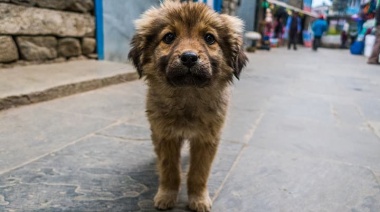 Abandono de mascotas. 8 de cada 10 personas cree que se acentúa en las vacaciones