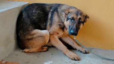 Recomendaciones para cuidar a tus mascotas de la pirotecnia durante las Fiestas