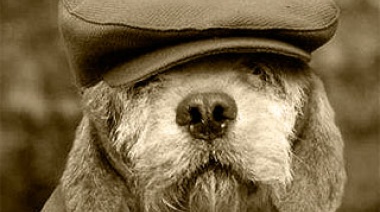 La vejez de nuestro perro no es una enfermedad