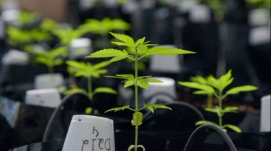 Especialistas aseguran que el cannabis medicinal puede “proteger las neuronas”