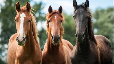 Declararon la emergencia sanitaria por encefalomielitis equina en todo el país
