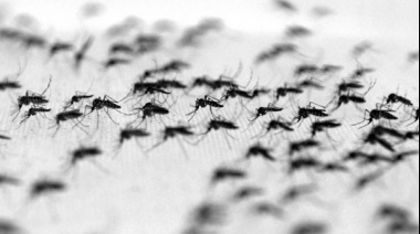 Vecinos molestos por la inmensa cantidad de mosquitos producto de la falta de fumigación municipal