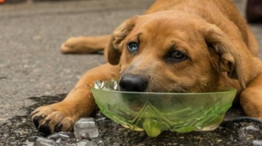 ¿Cómo cuidar a las mascotas para que no sufran un golpe de calor?