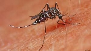 La vacuna contra el dengue espera aprobación de ANMAT: ¿Cuándo podría empezar a aplicarse?