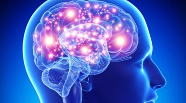 Descubren una molécula que favorecería la regeneración de neuronas luego de una lesión cerebral