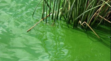 Qué son las cianobacterias, las algas tóxicas que ponen en riesgo la salud en la costa del Paraná