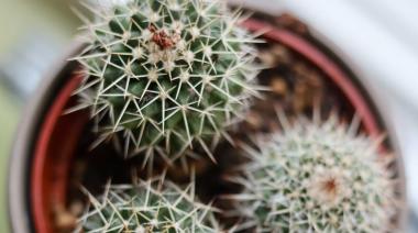 Quiero que mi cactus florezca: qué debo hacer para conseguirlo